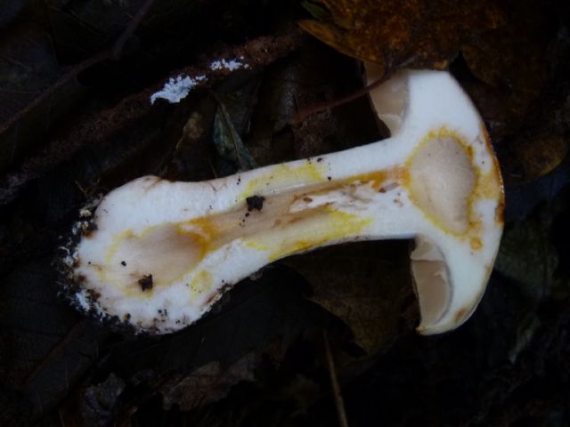 CONFERMA DETERMINAZIONE CORTINARIUS SPECIE